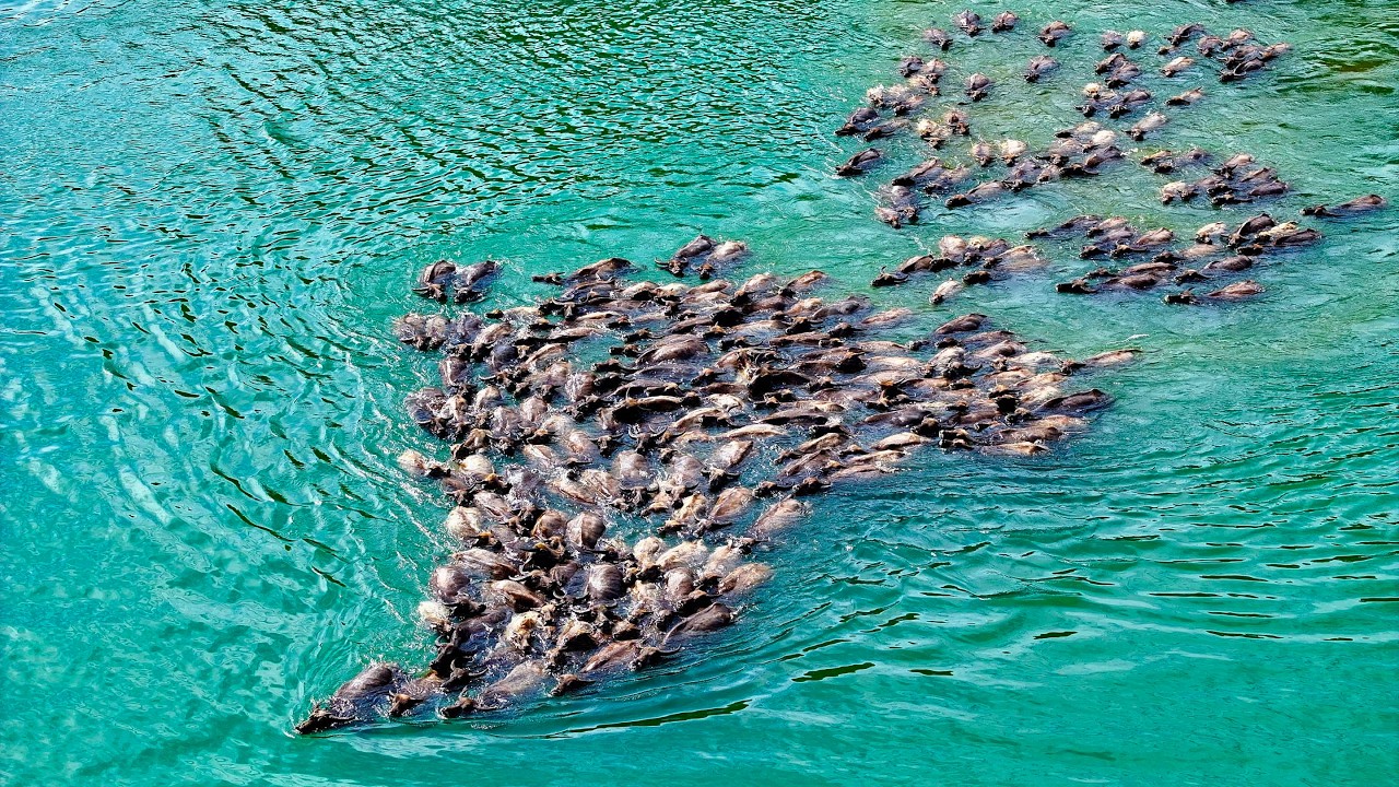 Buffalo crossing spectacle in SW China becomes tourist magnet