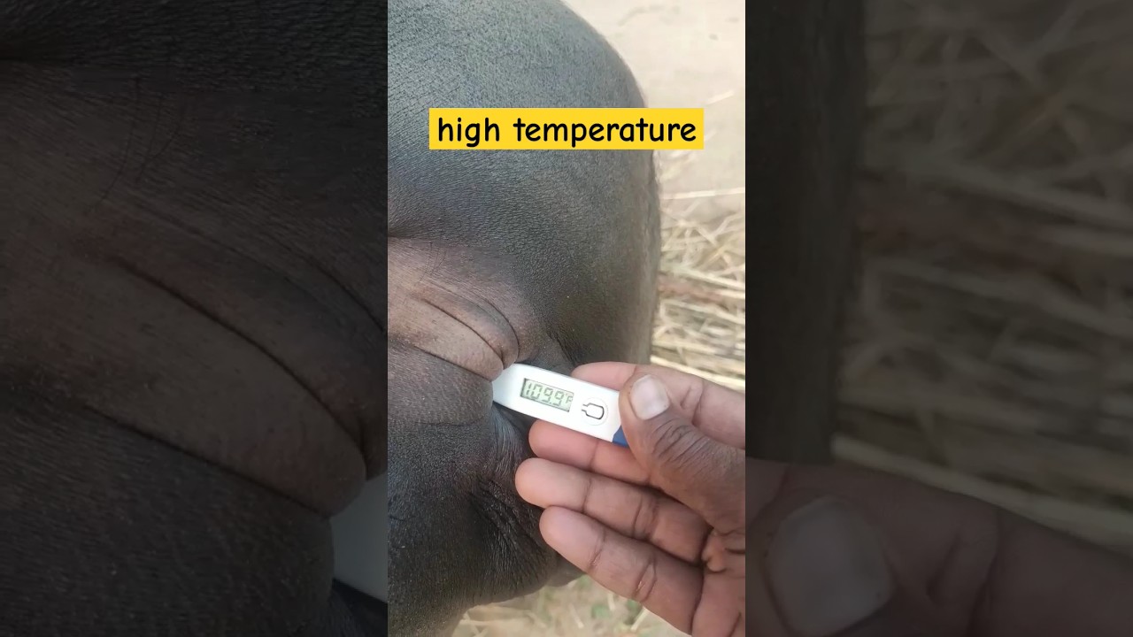 high temperature in buffalo #buffalo #animal