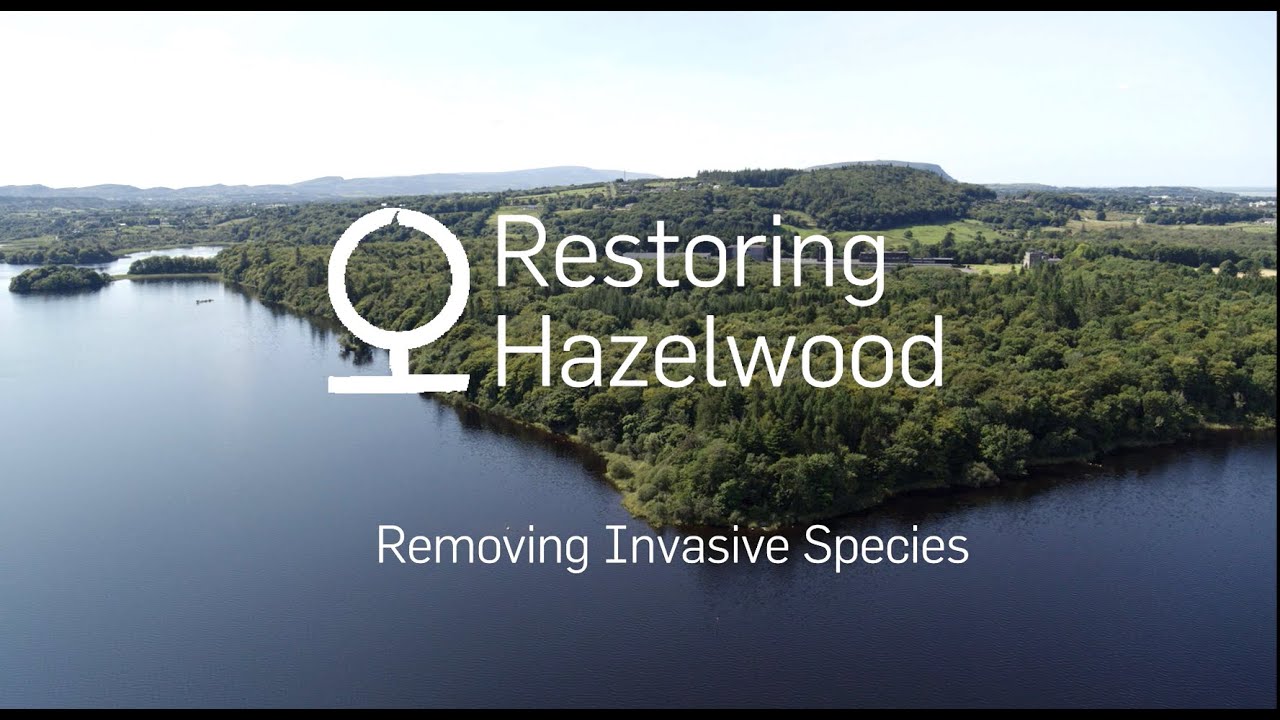 Restoring Hazelwood: Removing Invasive Species