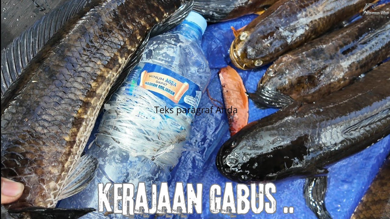 IKAN GABUS DISINI BESAR - BESAR .. SAMA DENGAN BOTOL AQUA .. 😍😍😱 ..