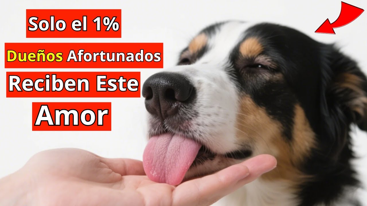 21 Comportamientos Raros que los Perros Muestran SOLO Cuando te Aman Profundamente