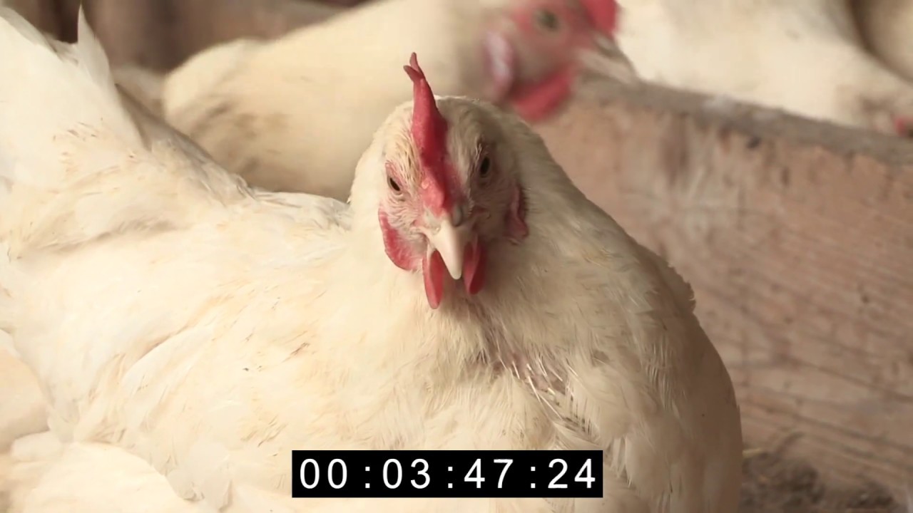 H&uuml;hnergl&uuml;ck FILM in voller L&auml;nge