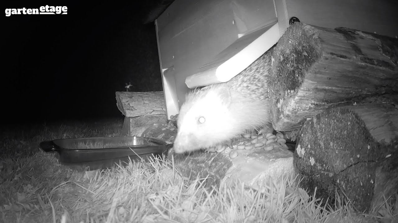 Igelhaus mit Rattenklappe in Aktion! Sehen Sie die beeindruckende Wirkung auf Igel und Ratten