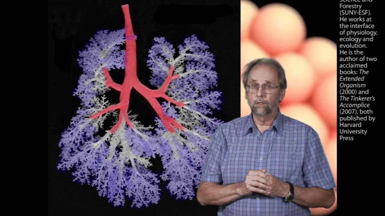 Learning from Nature Termite Mound Lungs and the Implications for Breathing Mines