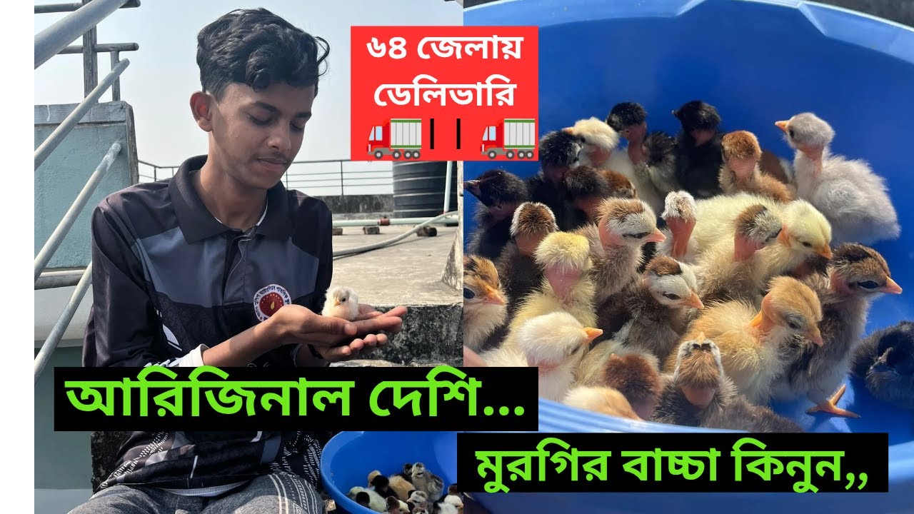একদিন বয়সী দেশি মুরগির বাচ্চা কিনুন | সারা বাংলাদেশে ডেলিভারি | ০১৪০৭২৫২৮৪৩