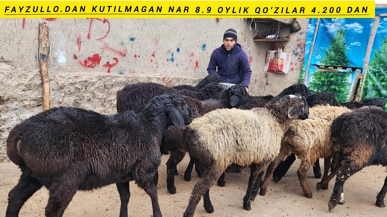 FAYZULLO DAN NARHNI BO‘BASI  8.9 OYLIK QO‘ZILAR 4.200 DAN SHOSHILAMIZ 