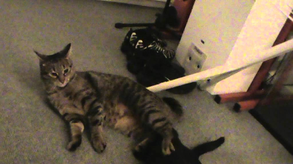 Les chats jouent