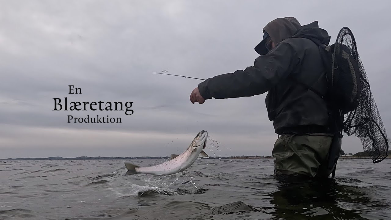 Havørredfiskeri - Fællesskab