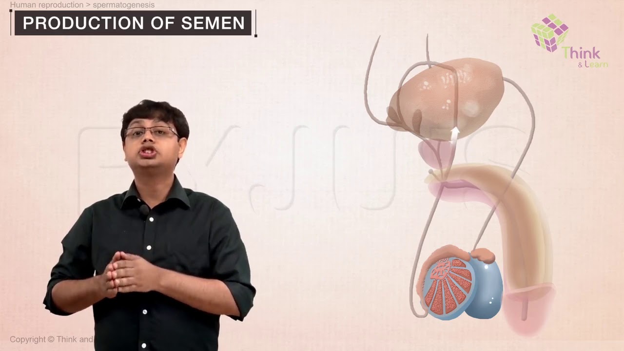 Human Reproduction Class 12: Spermatogenesis | NEET Biology Concepts | NEET 2022 Preparations