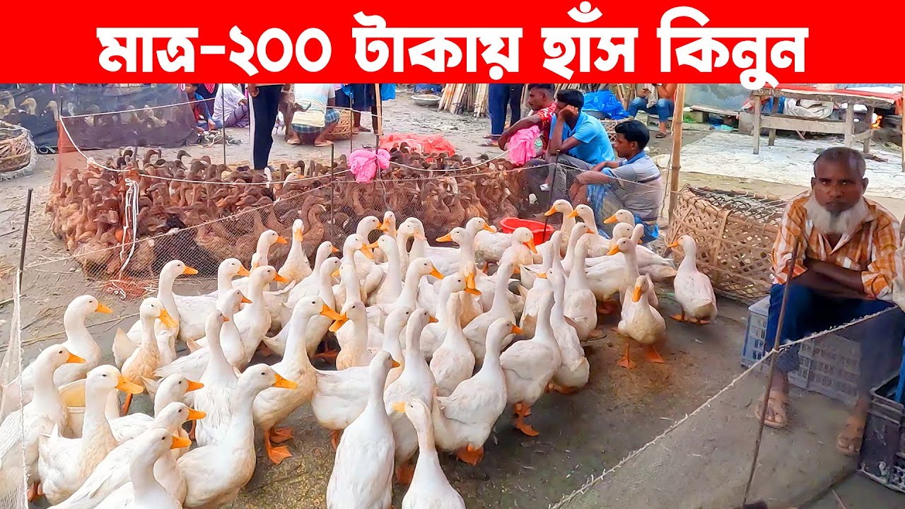 মাত্র-২০০ টাকায় হাঁস কিনুন || Village Market || Village Market in Bangladesh || Golakandail hat
