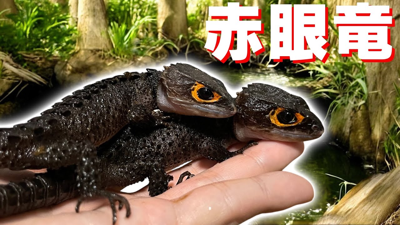ミニ恐竜を飼育し始めて1週間で分かったこと【アカメカブトトカゲ】