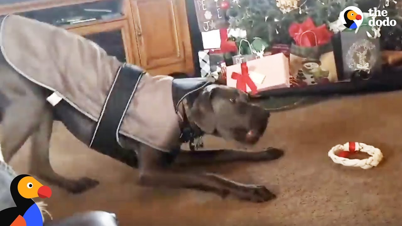 Excited Dog Unwraps Christmas Gift All By Himself | The Dodo