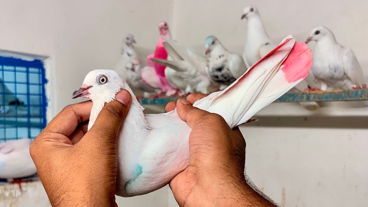 (🔥उस्ताद दविंदर गिल)🕊के घर के 25 कबूतर उड़ान की गारंटी के साथ बिक्री के लिए उपलब्ध है🤙(8544852583)