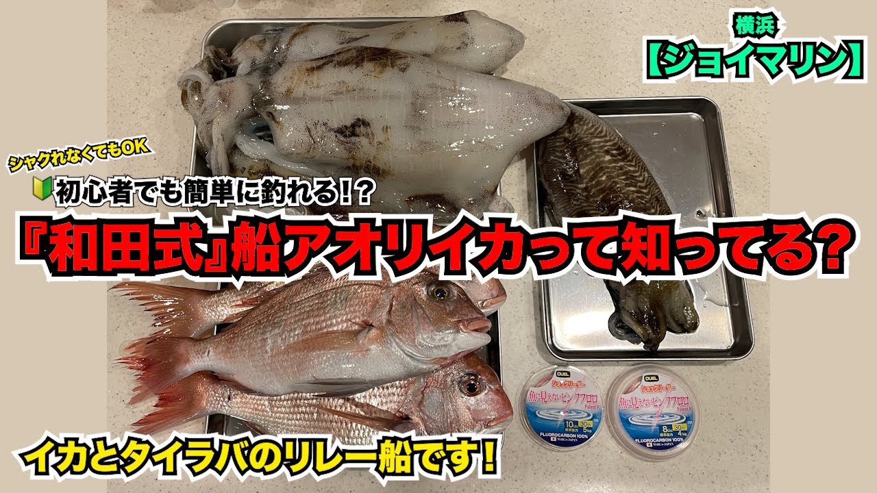 【和田式船アオリイカ】ならシャクるのが苦手な初心者の方でも簡単にアオリイカが釣れます！エギング＆タイラバリレー船／ジョイマリン