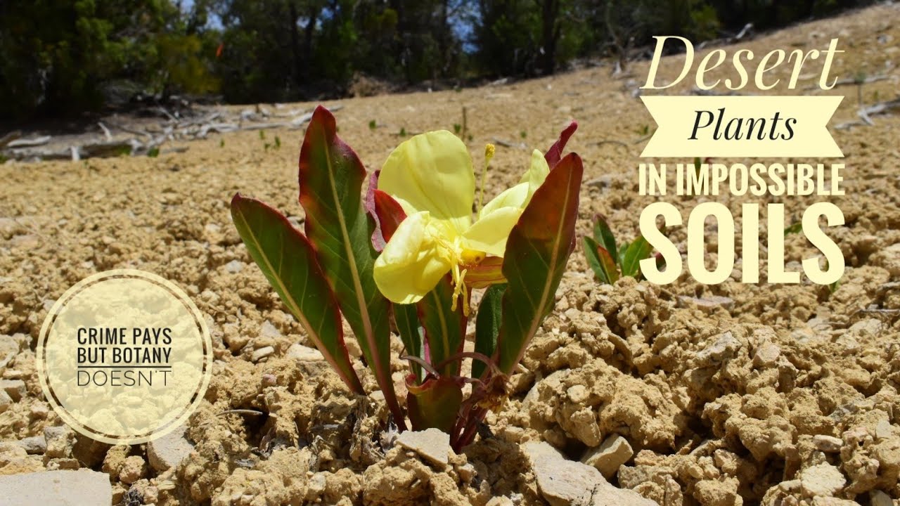 Rare Plants & Vertic Limestone Clays of Southern Utah