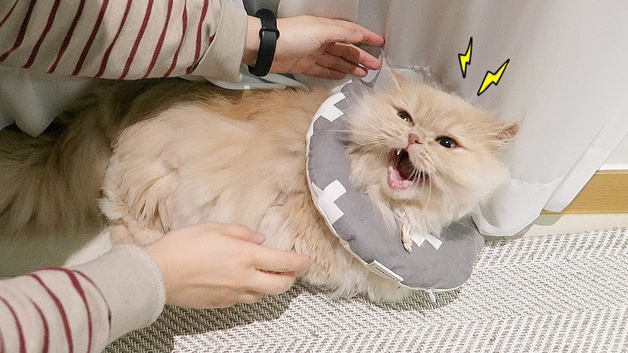 요지 등에 털이 뽑히고 피가 나 약을 발라줬어요