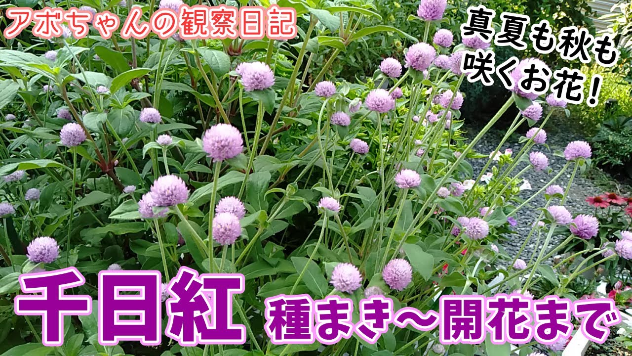 千日紅 種まきから開花まで