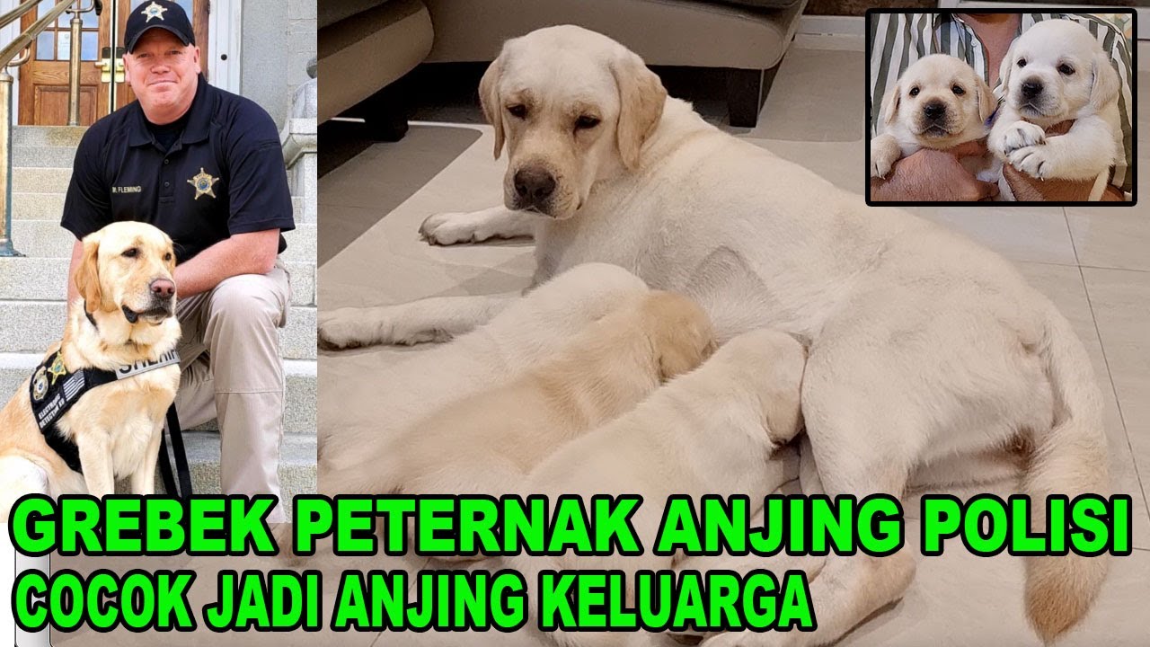 GREBEK PETERNAK ANJING POLISI - ANJING ANDALAN POLISI SE-DUNIA