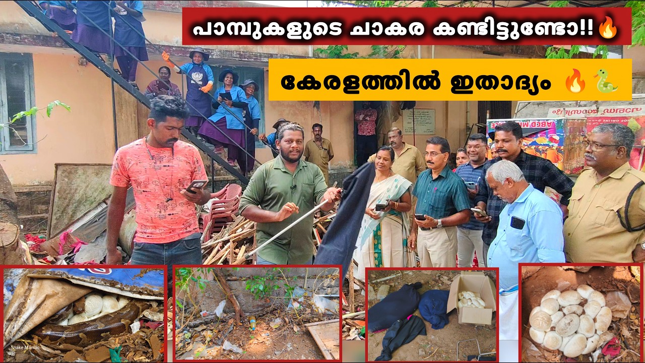 അമ്പമ്പോ..!! കേരളത്തിൽ ഇങ്ങനൊരു സംഭവം ആദ്യമായിട്ടായിരിക്കും!!🔥🐍SNAKE MANIAC | SNAKE | PYTHON | COBRA