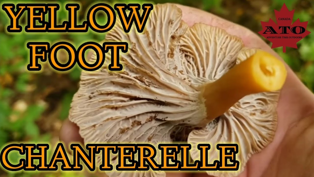 yellow foot chanterelle