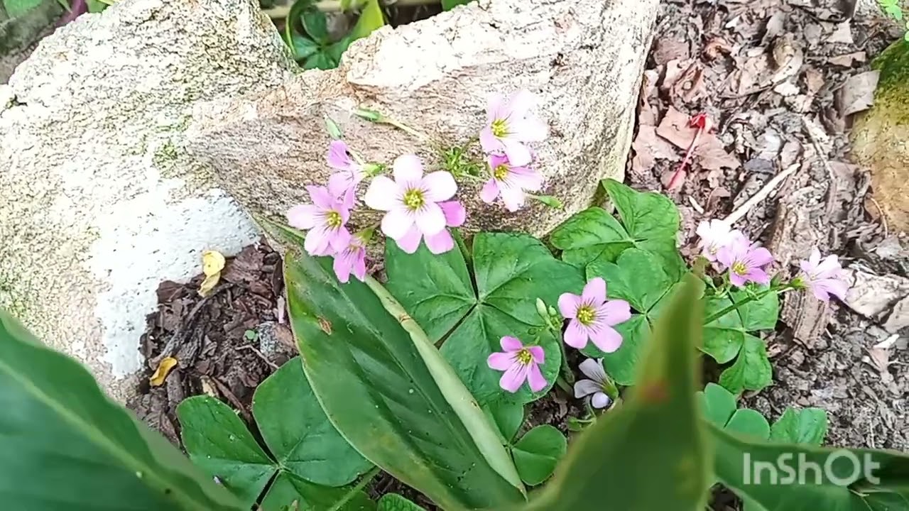 O paraizo das 💐 FLORES 💐 