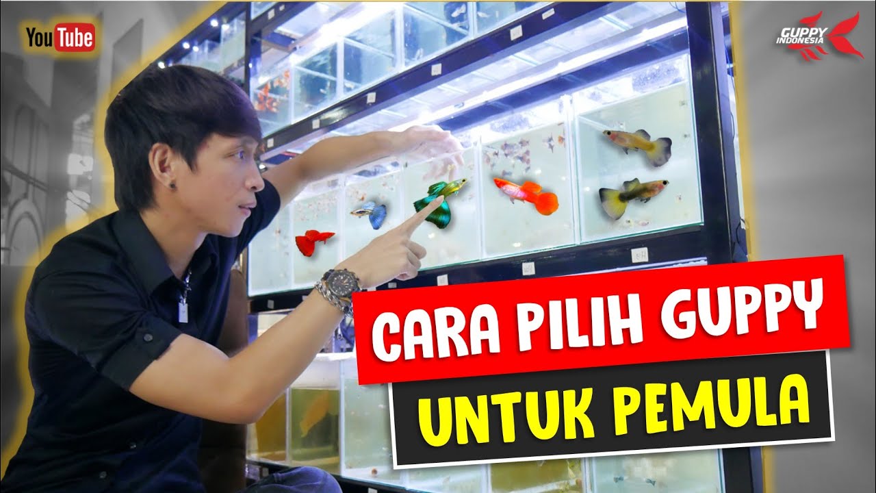 CARA PILIH GUPPY UNTUK PEMULA