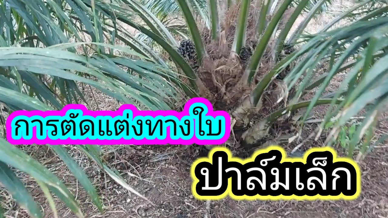 การแต่งทางปาล์ม|การตัดแต่งทางใบปาล์มเล็ก|วังอโกร