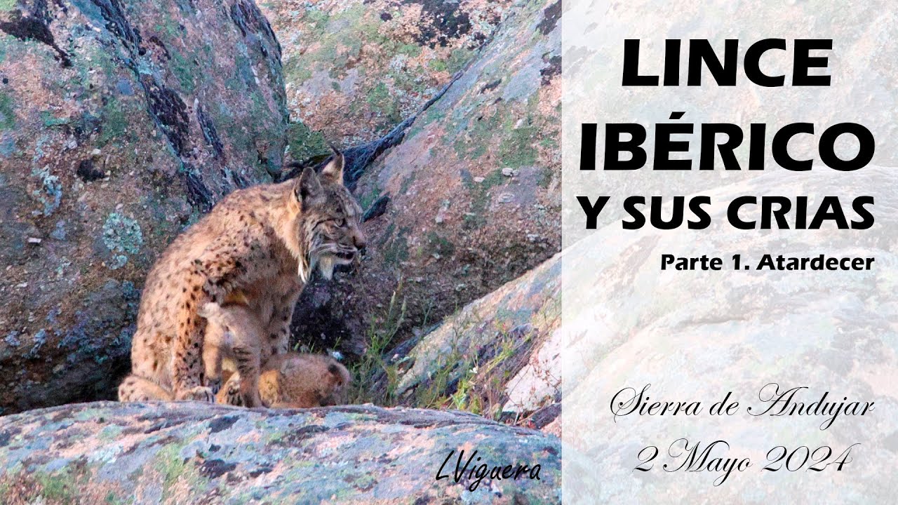Lince Ibérico y sus tres crías en la Sierra de Andújar - Mayo 2024. Parte 1 - Atardecer.
