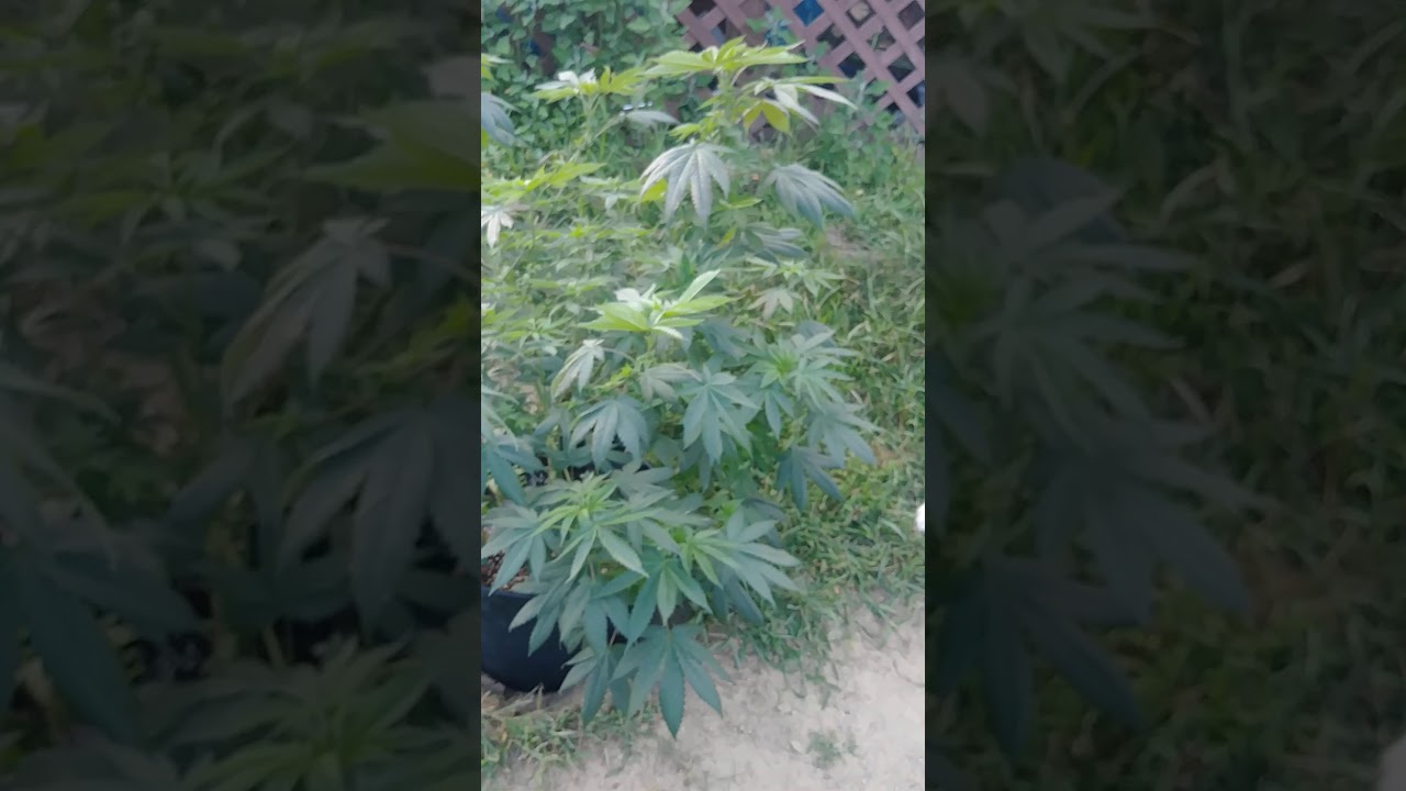 Dragon Lungz: Cannabis Couple Deals With Calcium Deficiency Issues? S1 Ep10