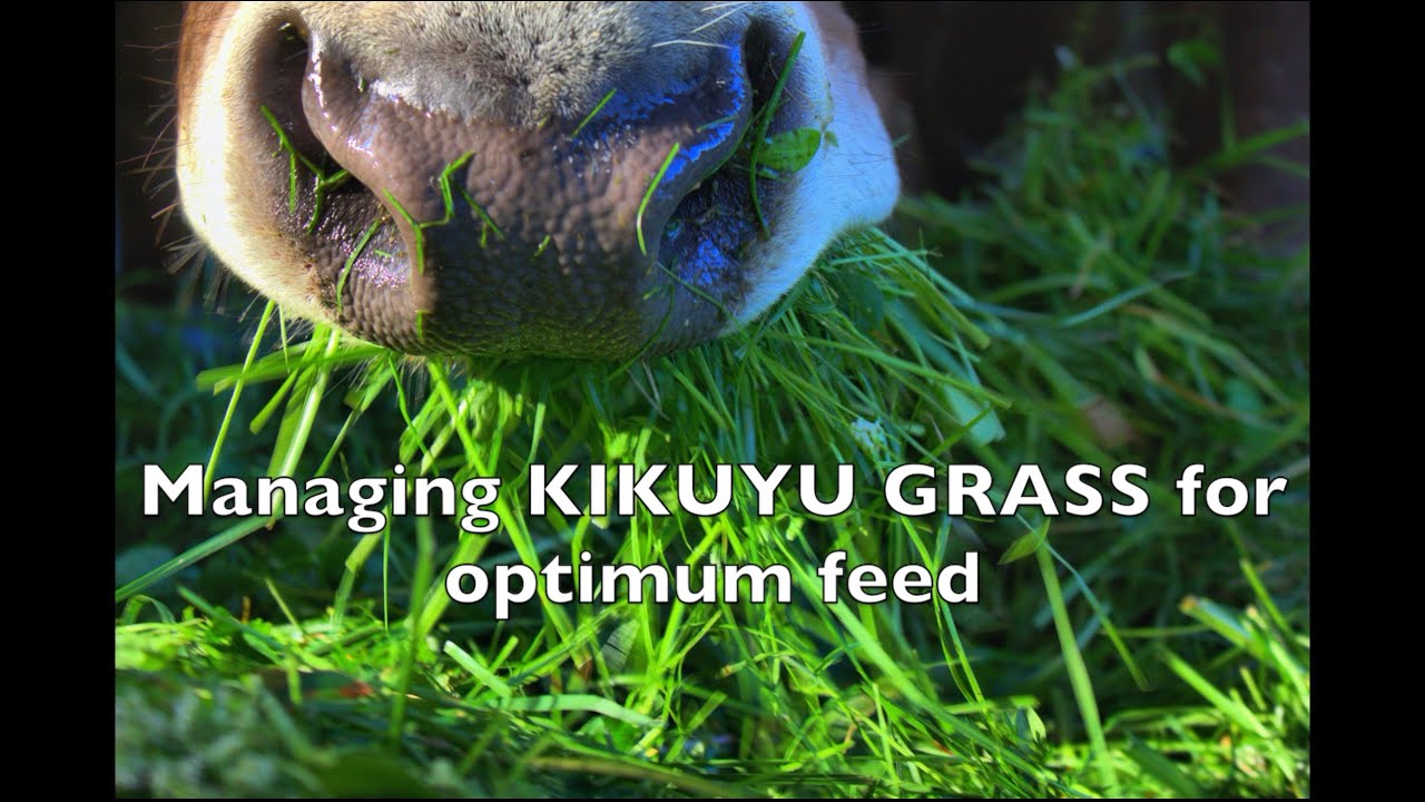 How to manage KIKUYU GRASS; A blessing or a curse? | Sez the Vet