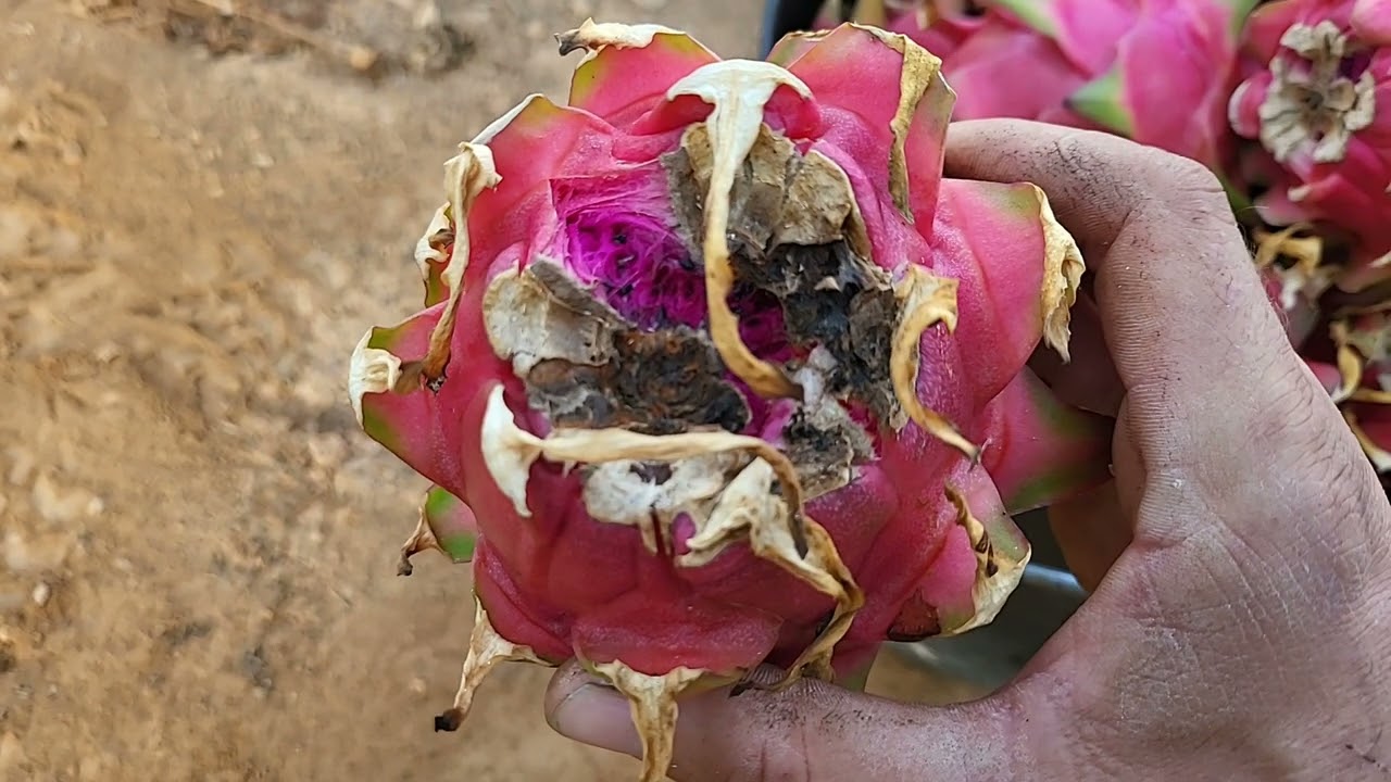 Cultivo de pitaya. (que debemos de tener en cuenta con la variedad hybridum)