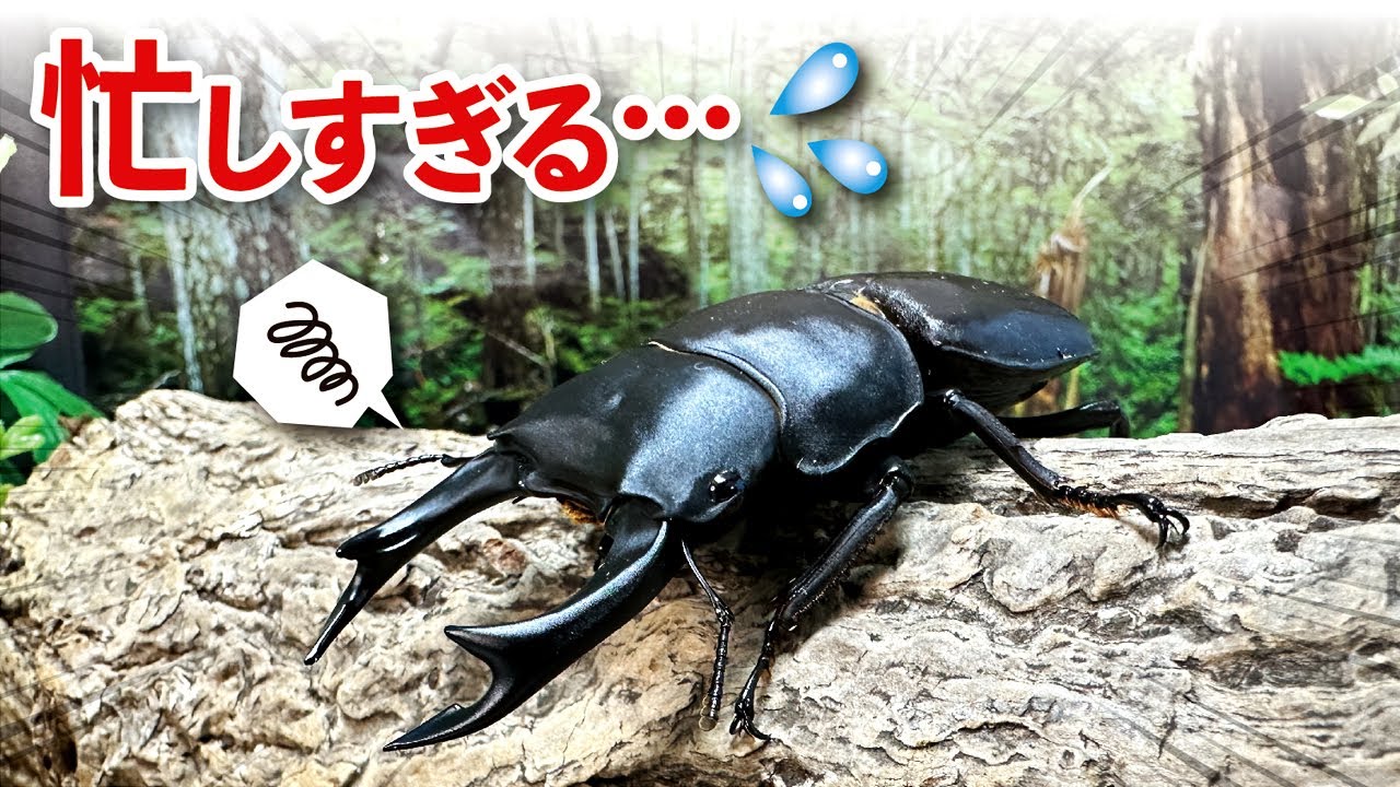 産卵シーズンのオオクワガタブリーダーの日常