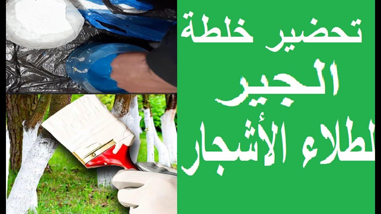 كيفية تحضير خليط الجير لطلاء الأشجار