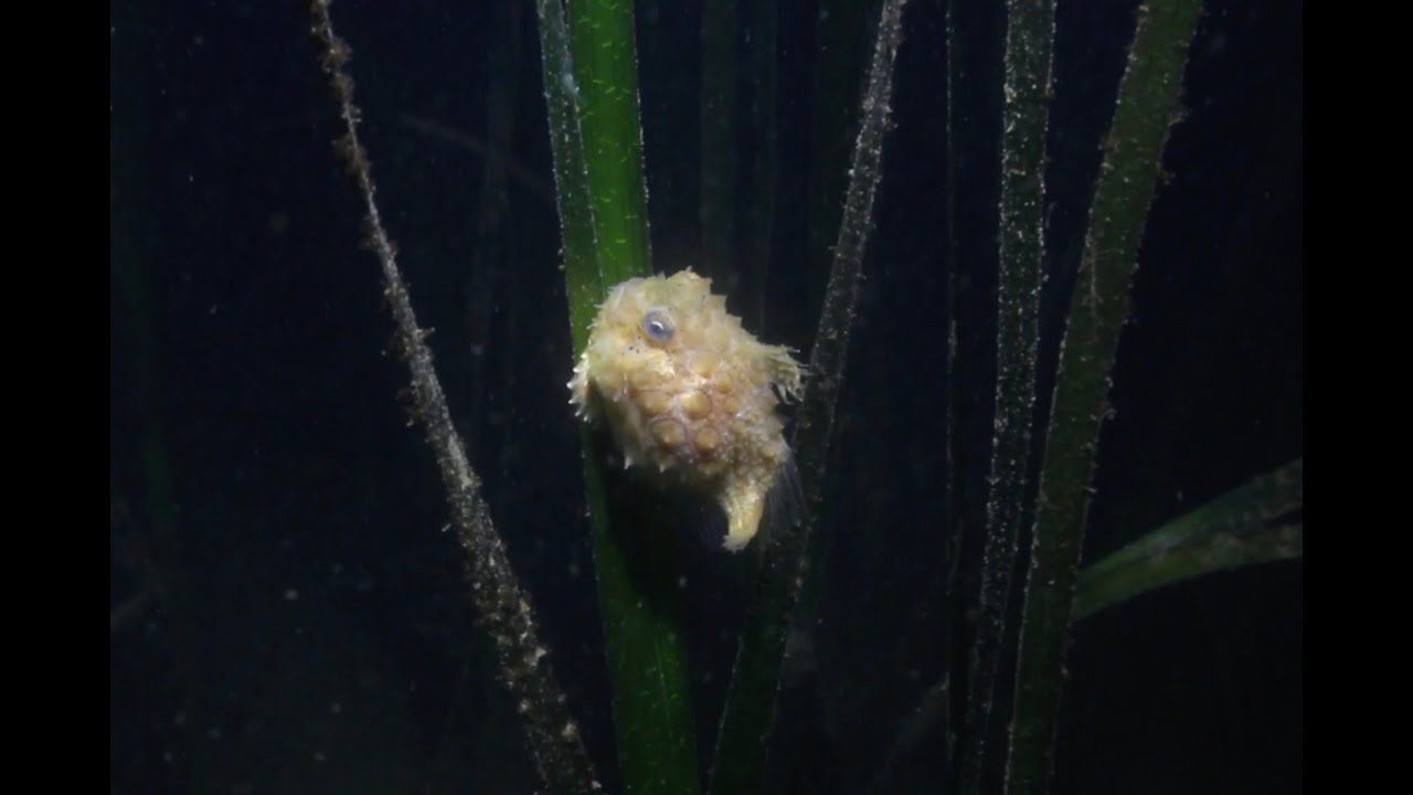 The Pacific spiny lumpsucker