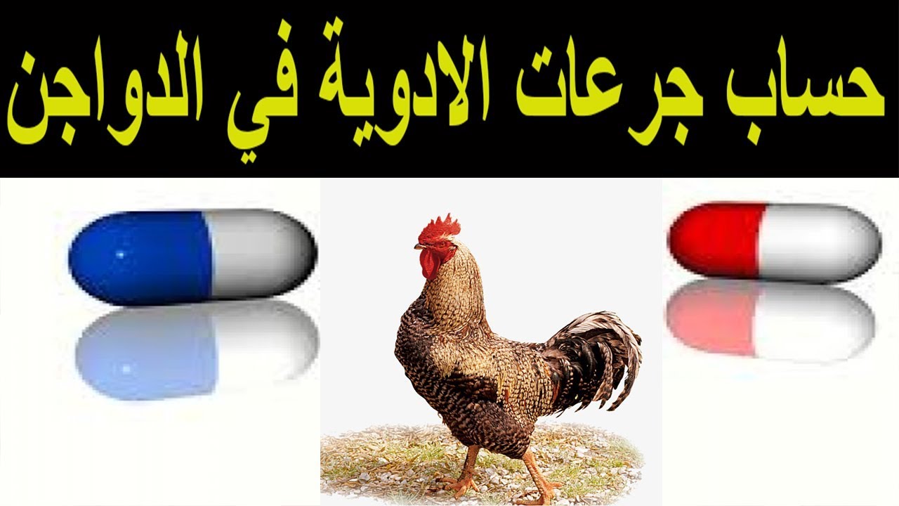 كيفية حساب جرعات الأدوية ( المضاد الحيوي ) للدواجن بطريقة صحيحة ؟؟؟