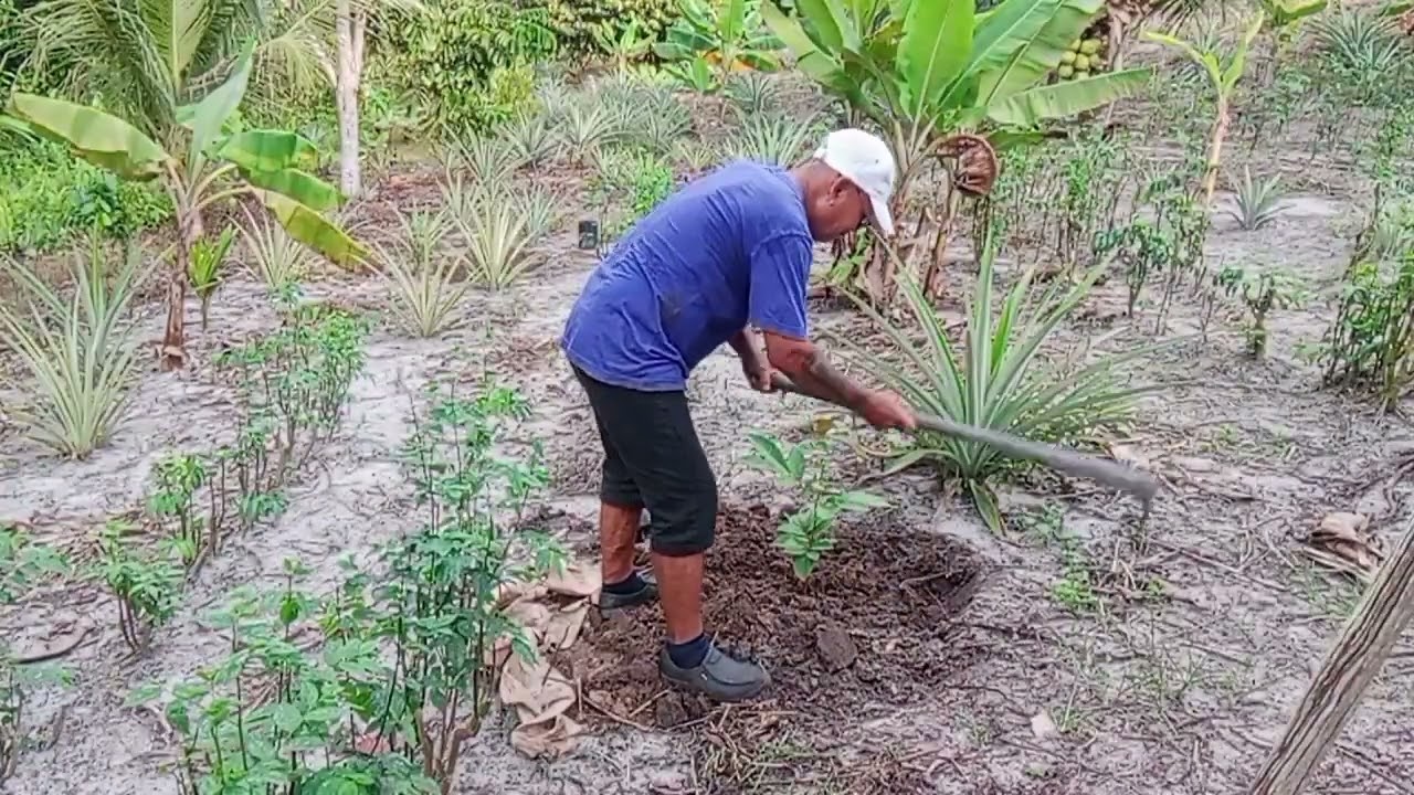 NANAM POKOK BUAH KRISTAL BA KEBUN.