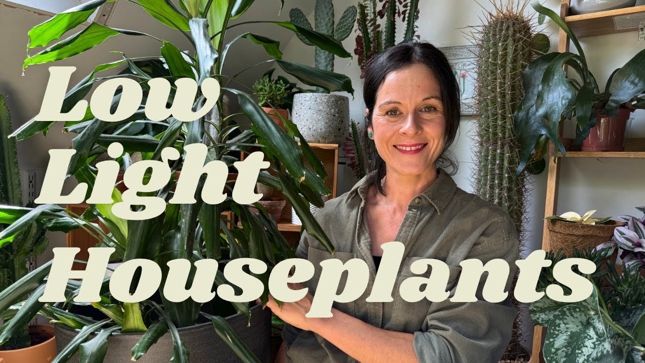 5 Low Light Houseplants For Dark Rooms | BEST Low Light, Easy Houseplants 🌿