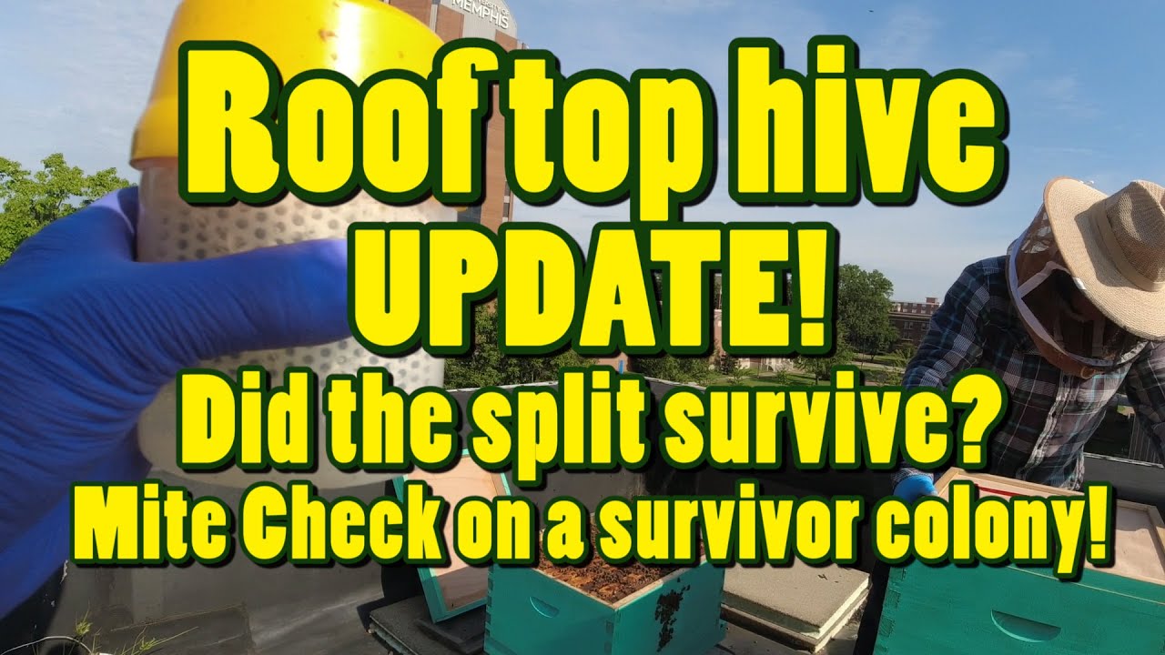 ❸ Roof top hive Update!  Did the split survive?  Mite check on survivor bees!