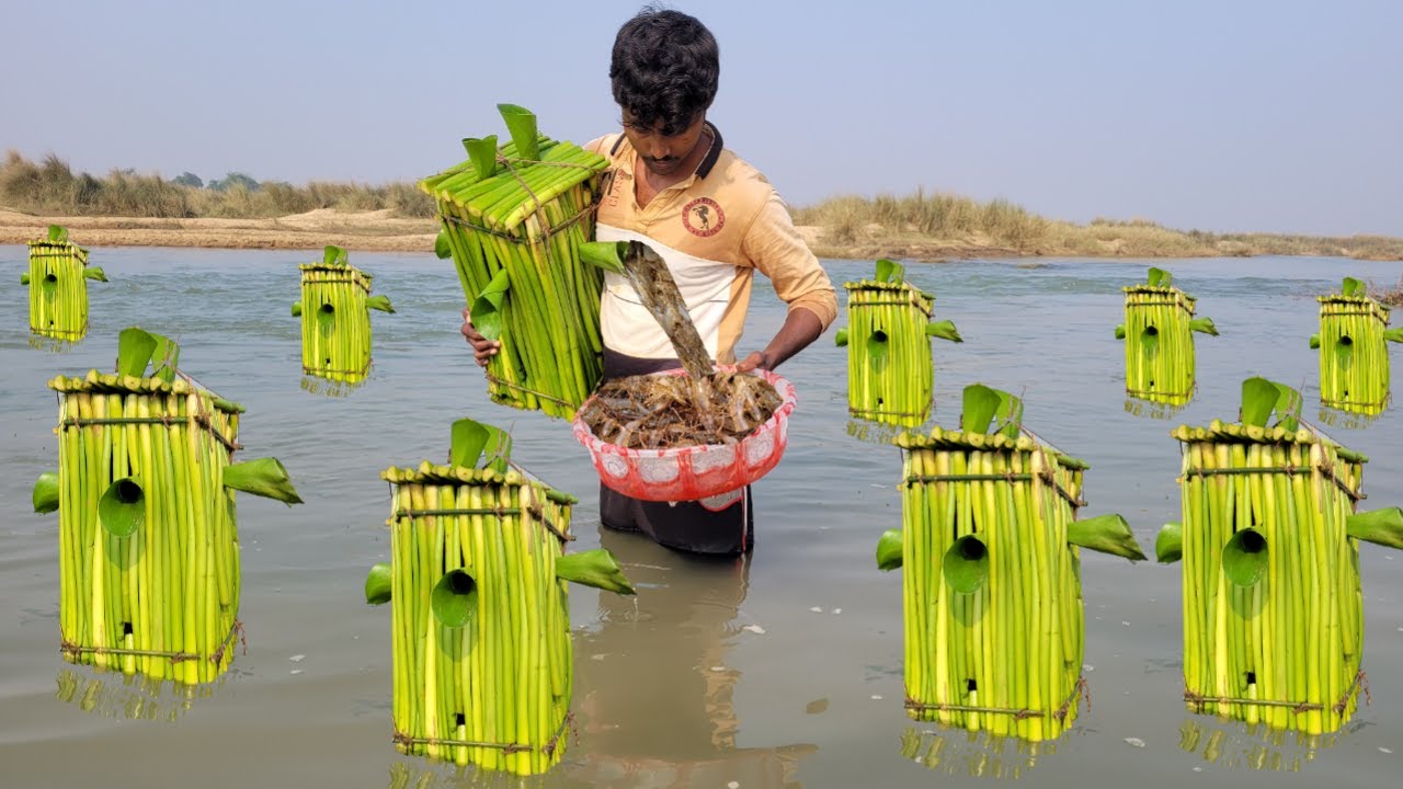 Fish Trap by water hyacinth stalk. Unique shrimp fishing technique. কচুরীপানা দিয়ে চিংড়ি ধরার ফাঁদ।