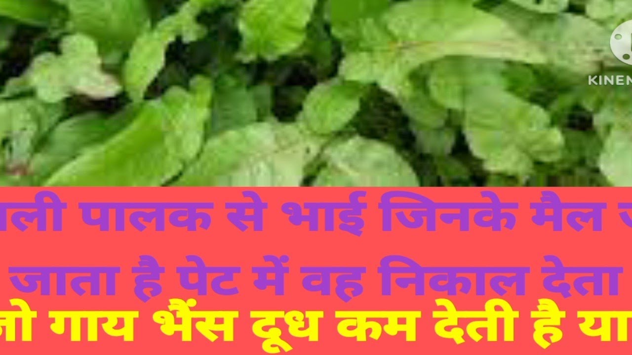 जंगली पालक के अद्भुत फायदे