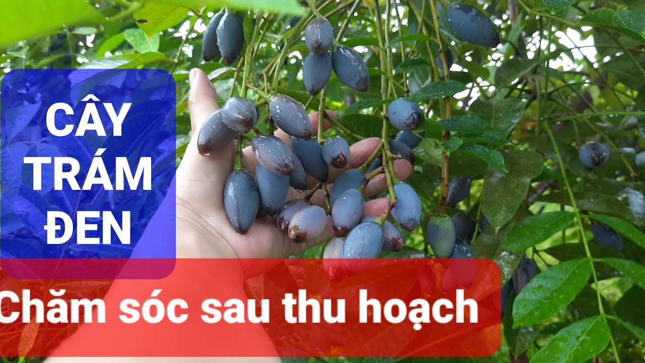 Cây trám đen: Kỹ thuật chăm sóc sau thu hoạch