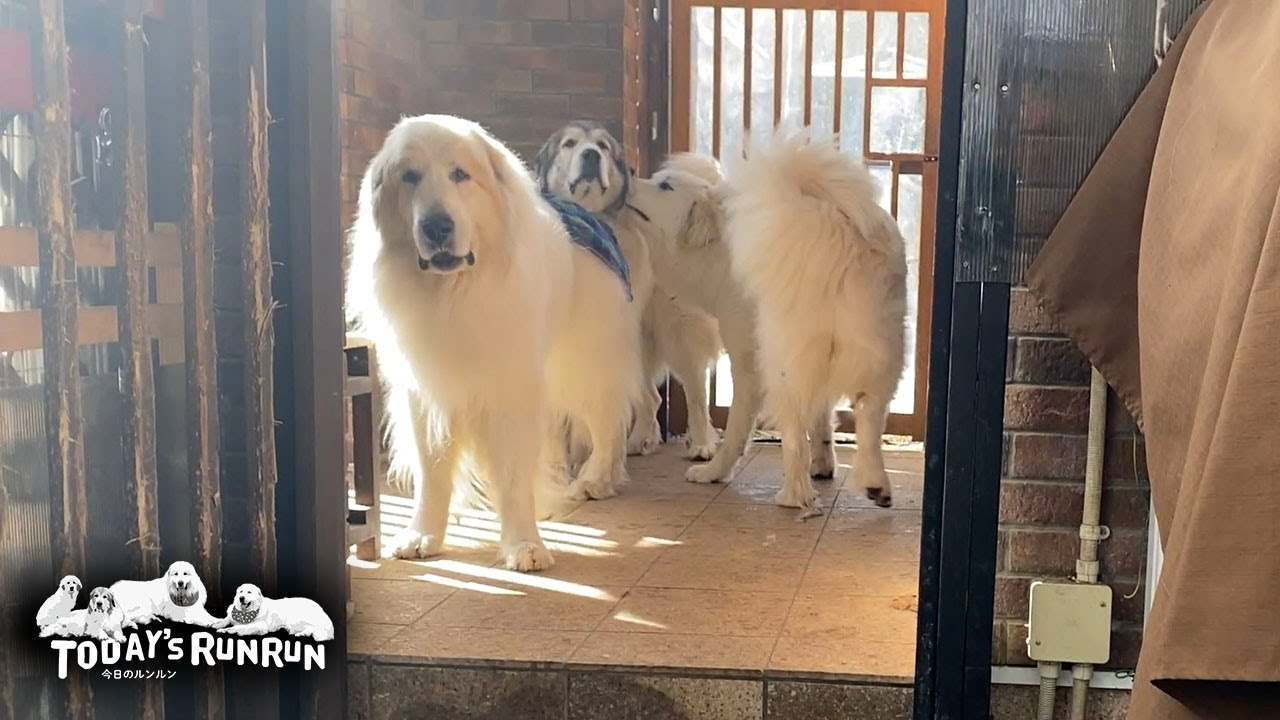 ベルのシャンプーへみんなで出かけたアランとベルとリリーです　Great Pyrenees　グレートピレニーズ
