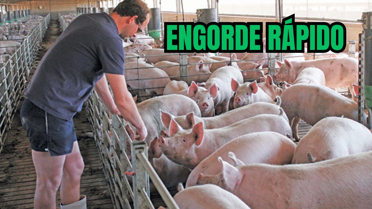 Alimentos Clave para que los Cerdos Engorden Mejor