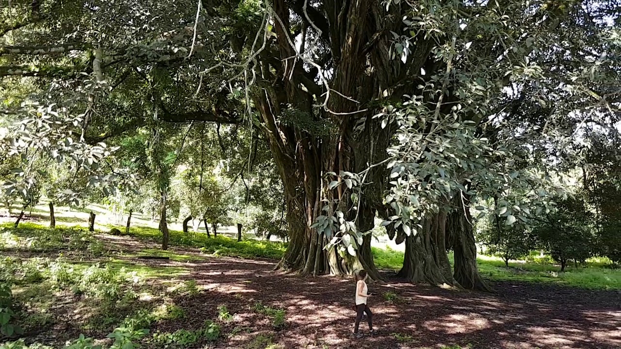 Volcan de Colima.  How to visit it.