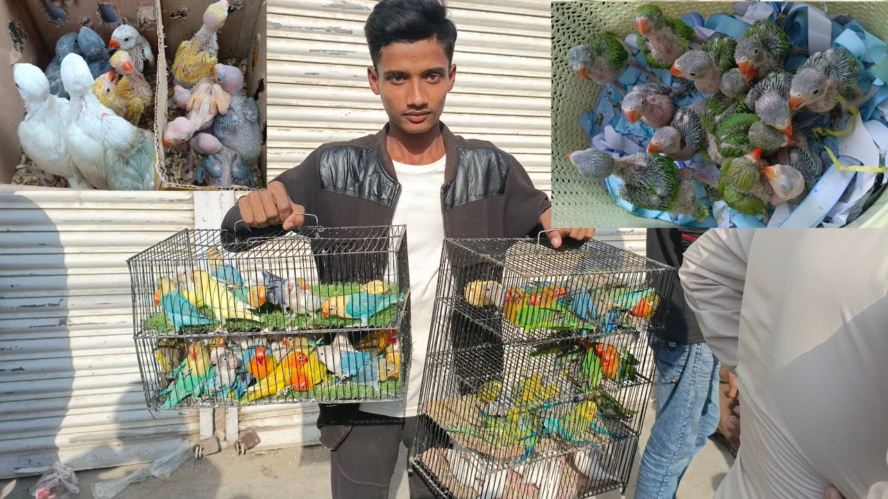 Sunday Lalukhet Market 12_01_2025 Farhan Birds Youtube Channel