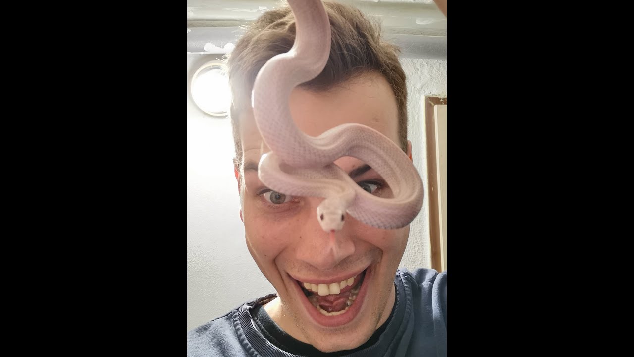 Užovka Červená/ TOP 5 Nejvhodnějších druhů plazů pro začátečníky. Čtěte prosím i popis videa.