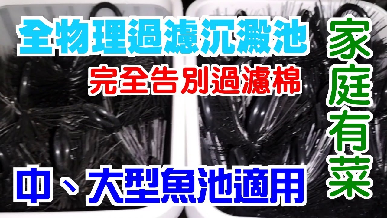 【家庭有菜】魚菜共生全物理沉澱池大改造，過濾眠徹底移除的年代到了