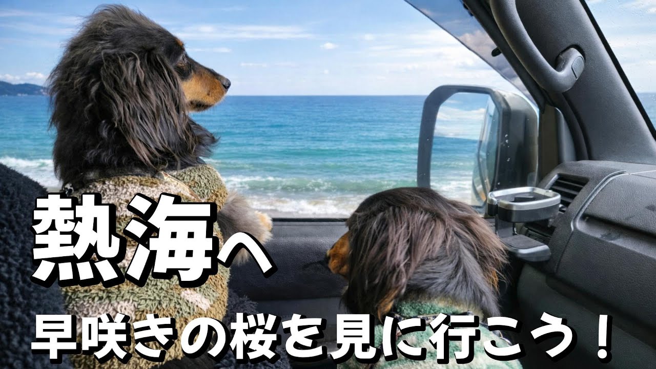 キラキラの海を見ながら早咲きの桜を見に行く日帰りドライブ