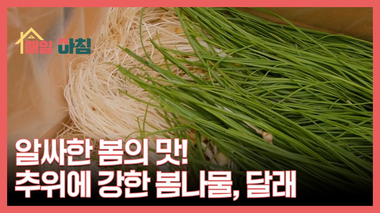 알싸한 봄의 맛! 추위에 강한 봄나물, 달래 MBN 260202 방송