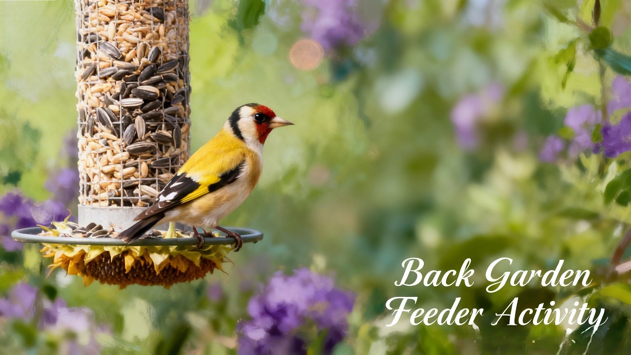 UK Bird Feeder Highlights 🐦 | 10 Minutes of Garden Bird Activity